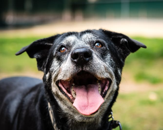Happy dog with a blurred green background