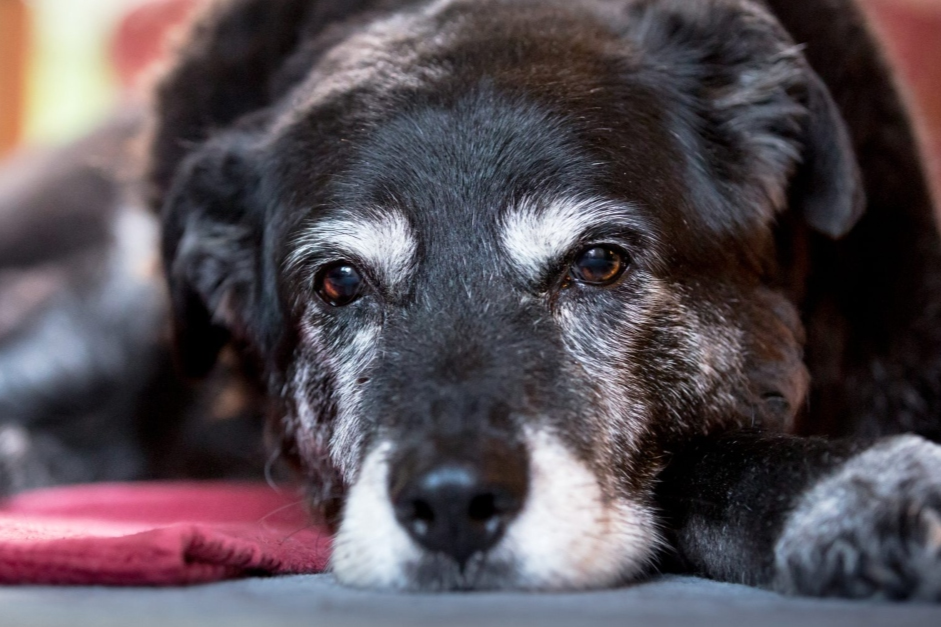 Dog lying on a red blanket with a blurred background